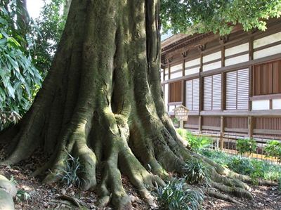 龍興寺のシラカシ